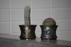 2026年最新】クレーター鉢の人気アイテム - メルカリ