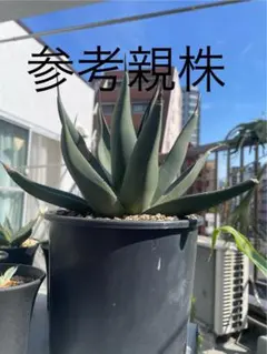 2025年最新】アガベ シャークスキンの人気アイテム - メルカリ