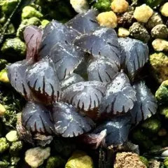 ウ*ー様 OB-1オブツーサ錦　超美株　ハオルチア　観葉植物　A16