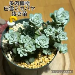 多肉植物 白雪ミセバヤ 抜き苗 根付き 青イカリ - メルカリ