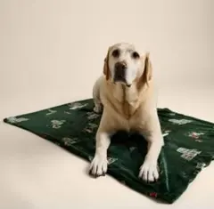 M&S ★ 스펜서 베어 펫 블랭킷