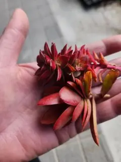 多肉植物　カット苗