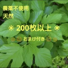 無農薬 天然の桑の葉 クワの葉 200枚以上 お蚕 リクガメさんうさぎさんやのサムネイル