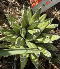 青森県岩木山採取 あけび蔓 150cm～ 1kg - メルカリ