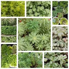 多肉植物 セダム　セット　複数　カット苗