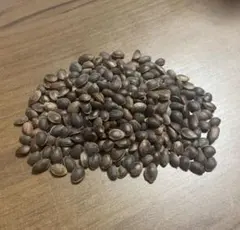 大輪ひまわりの強化種、大量100粒＋プティ粗品＋全国匿名送料無料