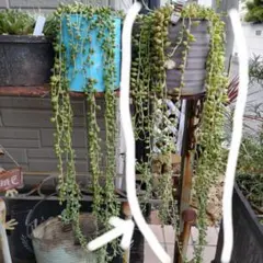 多肉植物 グリーンネックレス 抜き苗 (右)