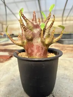 2026年最新】アデニウム ブラックスキンの人気アイテム - メルカリ