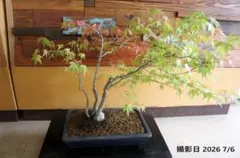 タイムセール⭕　盆栽　実生35年　もみじ　紅葉　中品　送料無料　bonsai　鉢 タイムセール⭕ 盆栽 実生35年 もみじ 紅葉 中品 送料無料 bonsai 鉢