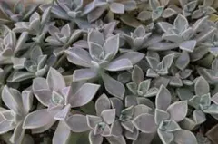 【980円ぽっきり】多肉植物 朧月（オボロヅキ）カット苗 大盛り大容量セット！のサムネイル