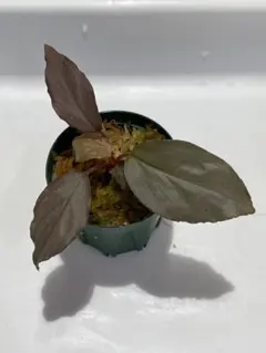 Homalomena クロガネ HW1017-XX【HW便】①のサムネイル