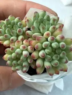 花火群生もりもり抜き苗　多肉植物　人気　セダム　韓国苗