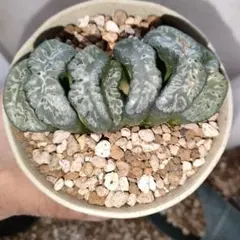 ハオルチア　玉扇　写楽　一株指定出来ます