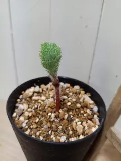 超大株！希少 エリオスペルマム パラドクサム ケープバルブ 塊根 珍奇植物 まるでもふもふなフェルト！？奇妙な植物「エリオスペルマム