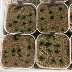 リトープス グリーンソープストーン アンナローサ 小苗セット