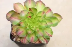 95#多肉植物アエオニウム錦 ❤️ 蓮華座 ❤️1大頭1子芽13cm 拔き苗