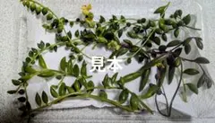多肉植物　エンジェルティアーズ錦　他ネックレス系　カット苗詰め合わせ