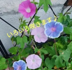 ロゼ様 リクエスト 2点 まとめ商品