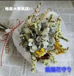 수국 보호 꽃 보호 장마 시즌 이블 엑소시즘 매직 시나몬 옐로우 1