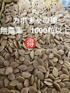 2/26、2025年産、黒松種、静岡県産、500個以上 - メルカリ