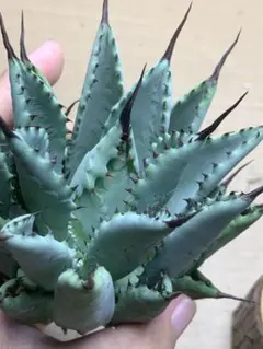 2025年最新】陽炎八荒雷神の人気アイテム - メルカリ