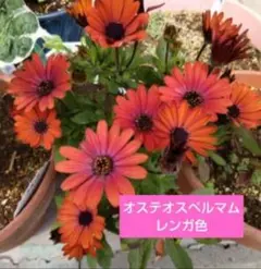 新城美佐代様 リクエスト 2点 まとめ商品