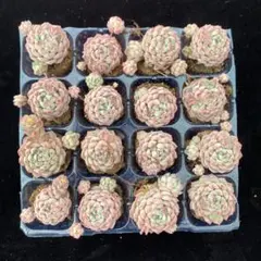 ね*ん様 XY713P　ラノリンボール　16苗　多肉植物　土根付き　エケベリア