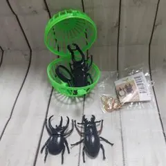 甲虫採集標本～ZOOM～クワガタ