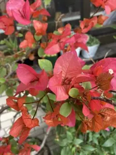 ブーゲンビリア　オレンジ斑入り　希少　No15　らくらくメルカリ便発送 ブーゲンビリア オレンジ斑入り 希少 No15 らくらくメルカリ便発送