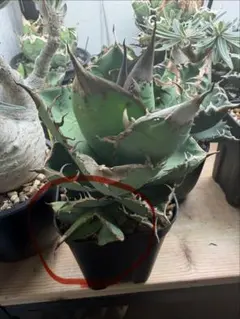 アガベ 星空 アガベぶつぶつ　子株 🌿Agave titanota '星空' ①🇹🇼 スタッズ系では株が大きくなると アガベ