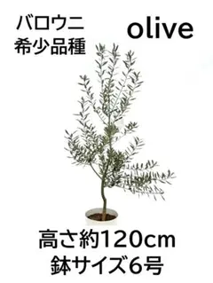 オリーブの木　バロウニ　6号　約120cm　NO.989　希少品種　現品掲載 オリーブの木 バロウニ 6号 約120cm NO.989 希少品種 現品掲載 - メルカリ