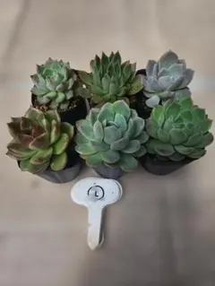 エケベリア 6鉢セット①番