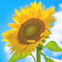 ぽけぽけこ様 リクエスト 2点 まとめ商品