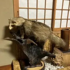 イタチ剥製 - メルカリ