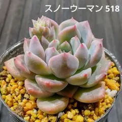 スノーウーマン 518 エケベリア 多肉植物 抜き苗