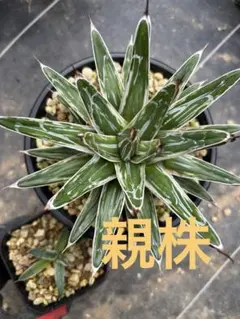 アガベ　極氷山　① 2025年最新】極氷山 アガベの人気アイテム - メルカリ