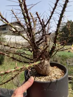 2025年最新】フォークイエリアの人気アイテム - メルカリ