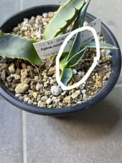 2026年最新】アガベモンタナティファニーの人気アイテム - メルカリ