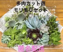 多肉植物詰め合せ 匿名配送のサムネイル