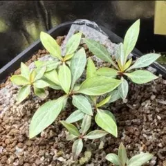 フォークイエリア・プルプシー 種子 5粒　Fouquieria purpusiiのサムネイル