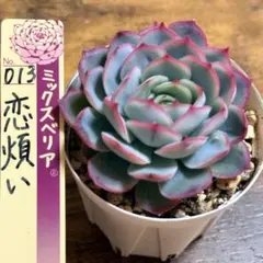 2026年最新】おらいさん葉挿しの人気アイテム - メルカリ