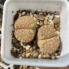 多肉植物　リトープス　ロキシー鉢のまま