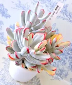 2025年最新】ぼのぼのさん苗 札付きの人気アイテム - メルカリ