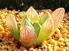 2026年最新】ハオルチア花火錦の人気アイテム - メルカリ