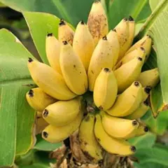 2026年最新】ドワーフバナナの人気アイテム - メルカリ