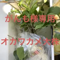 がんも様専用　オカワカメ大株