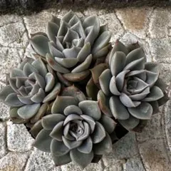 2026年最新】プリンセスティアラ多肉の人気アイテム - メルカリ