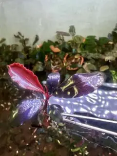 Takumi様 リクエスト 3点 まとめ商品