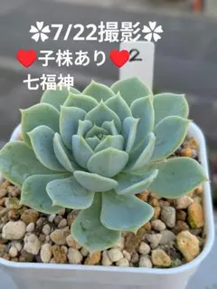 2♥根あり　抜き苗♥　七福神　多肉植物のサムネイル