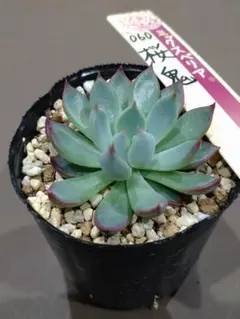 19.桜鬼　ミックスベリア　おらいさん苗　抜き苗　多肉植物